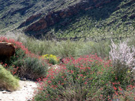 Vibrant desert colors