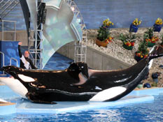 Shamu at Sea World in San Antonio