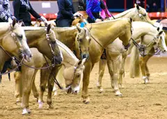 Houston Livestock Show
