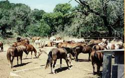 Mayan Ranch Horses