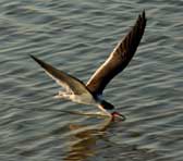 Black Skimmer in Port Aransas
