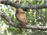 Pygmy Owl at Kingsville Ranch