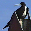 Frigate With Colley's Fins To Feathers