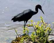SPI Birding Center