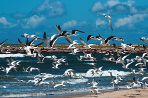Matagorda Bay Nature Park