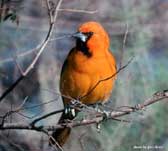 Altamira Oriole at Roma Bluffs