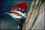 Woodpecker