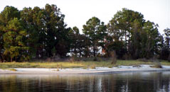 A small sandy island on Sam Rayburn