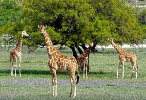 Ox Ranch