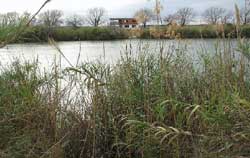 Bentsen-Rio Grande Trail