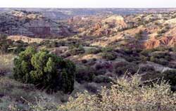 Palo Duro Trail
