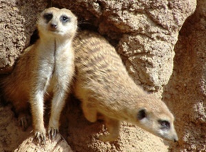 Caldwell Zoo in Tyler