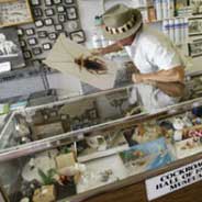 The Cockroach Hall of Fame