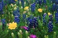 Blue Bonnet Festival