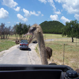 Fossil Rim