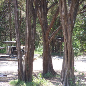Campsite at Dinosaur Valley State Park