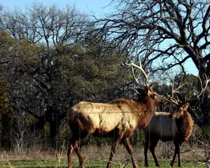 deer in Johnson County, Texas