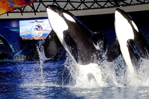 One Ocean show at SeaWorld San Antonio