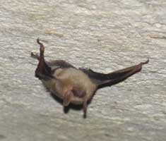 Bat hanging from the ceiling at Inner Space