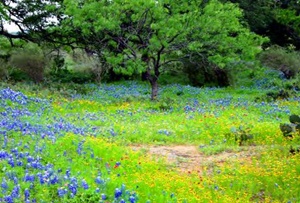 Barton Creek Havitat Preserve
