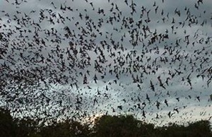Eckert James River Bat Cave Preserve