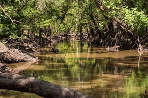 Brazos Woods Preserve
