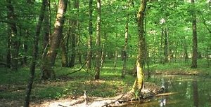 Lennox Woods Preserve