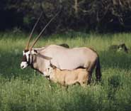 Gemsbok