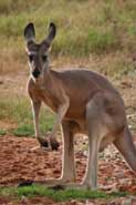 Kangaroo