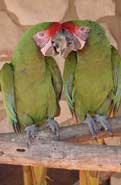 Parrotts