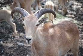 Aoudad
