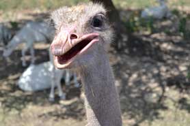 Ostrich