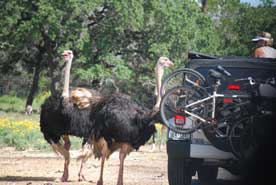 Ostrich looking to get fed