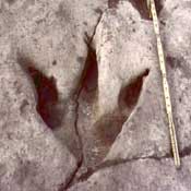 Dinosaur Valley State Park