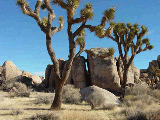 Joshua Trees is fantastic for hiking